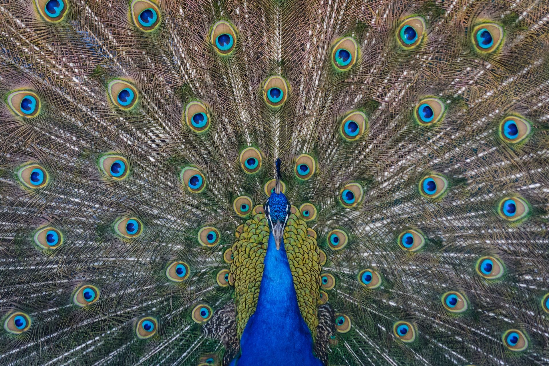 A peacock displaying its tail